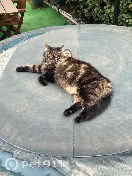 Chat angora noir/beige perdu à Ponteilla - photo