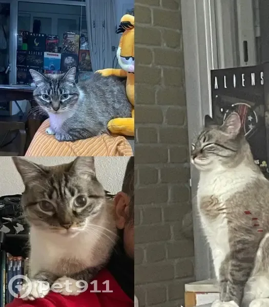 ¡Gato Atigrado Perdido en Madrid! - photo