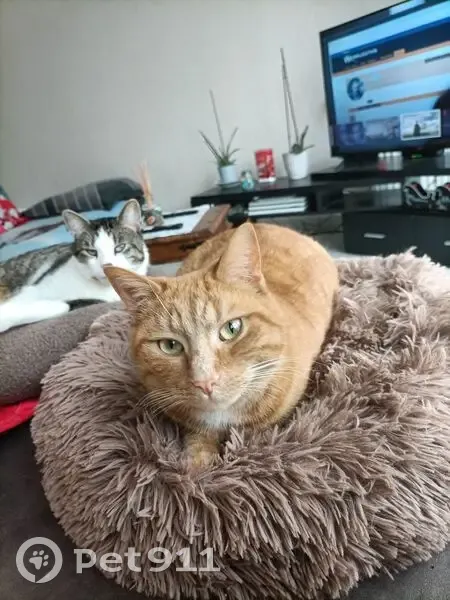 Chat roux tigré perdu au Mans - photo
