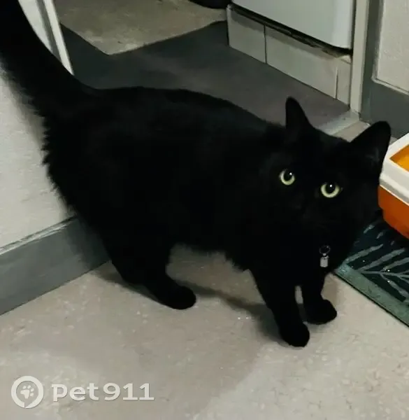 Chatte noire 2 ans perdue à Coubron - photo