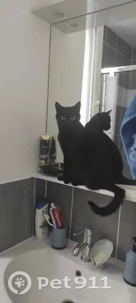 Chatte noire disparue à Bois-Colombes - photo