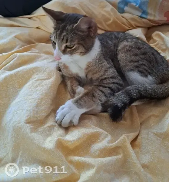 Jeune chat mâle trouvé à Val-du-Layon - photo