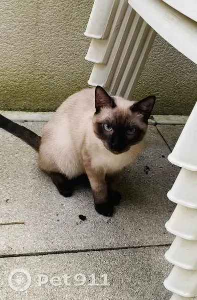 Chat siamois perdu à Romainville - photo