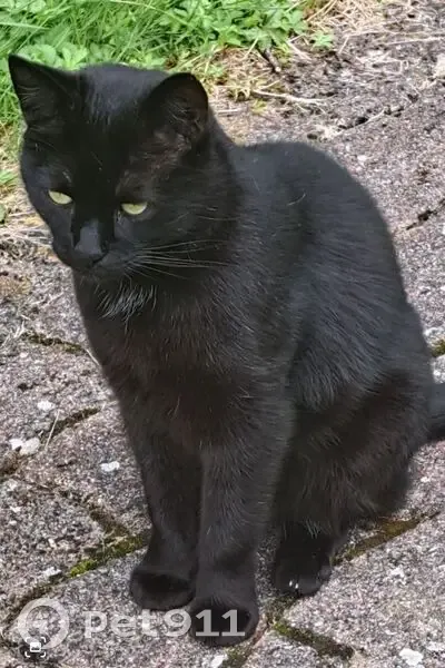 Noireau, chat noir perdu à Wingles - photo