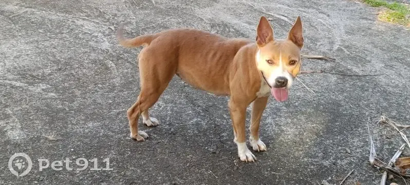 Chien trouvé et sécurisé à Saint-Benoît - photo