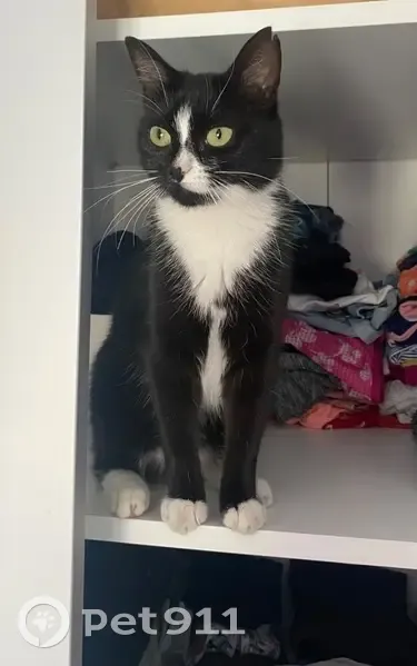 Chatte noire perdue, soins urgents nécessaires - photo