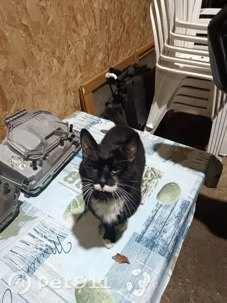 Chat perdu : demi-moustache, pattes blanches - photo