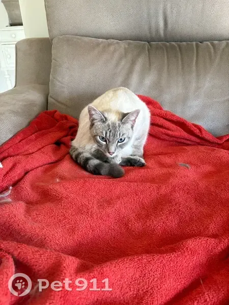 Petite chatte aux yeux bleus perdue à Vourey - photo