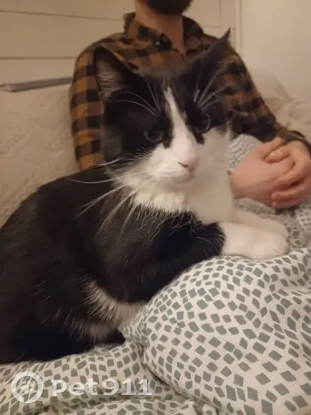Chat câlin disparu à Tourcoing - photo