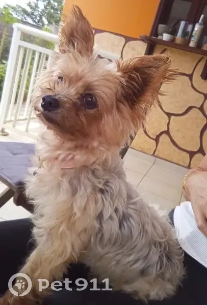 Yorkshire terrier perdu, collier rose, Lamentin - photo