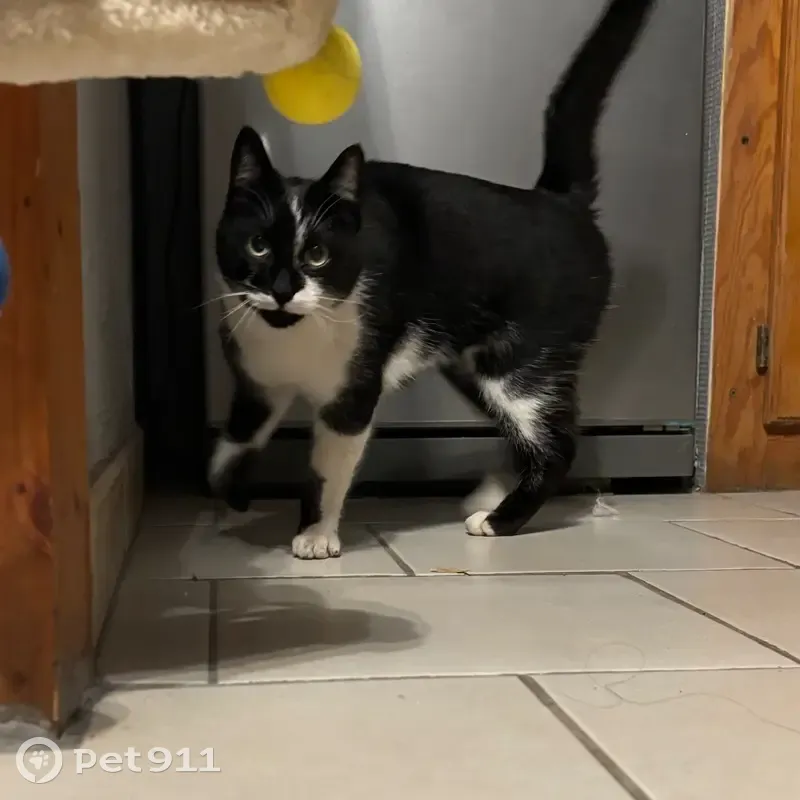 Chatte noir/blanche trouvée à Marcillac-Lanville - photo