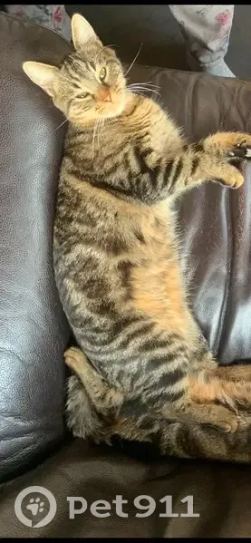 Chatte fauve disparue à Saint-Prix - photo
