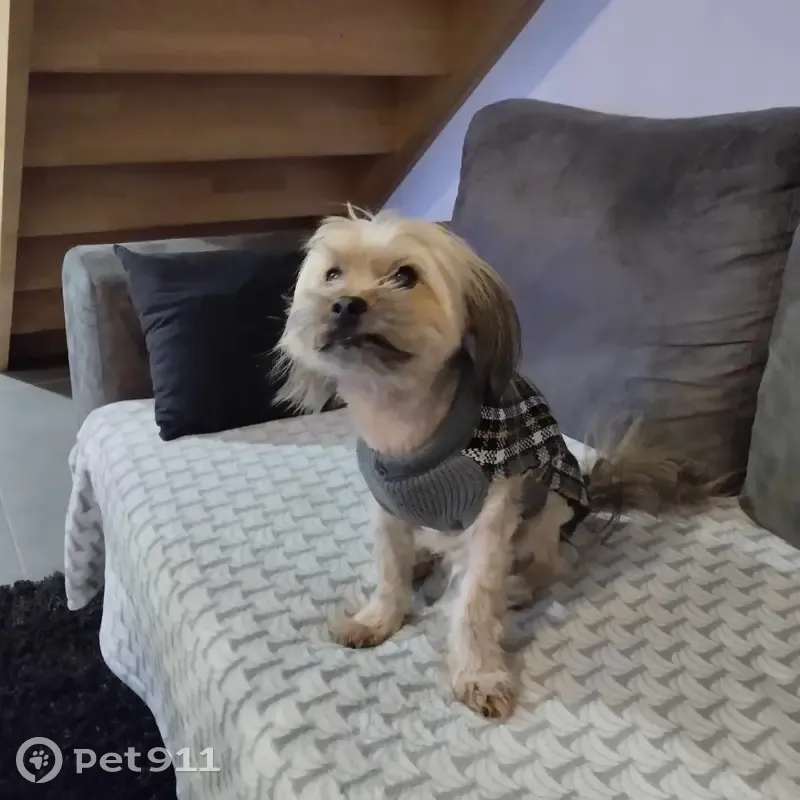 Chien de 12 ans perdu à Fagnières - photo