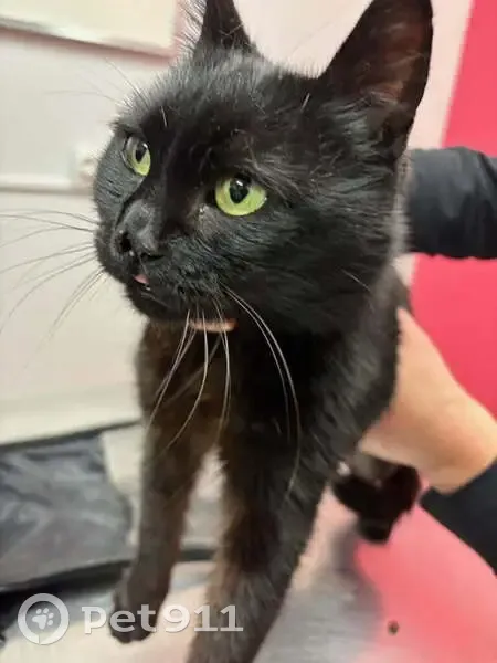 Chatte noire trouvée à Lentilly, RN7 - photo