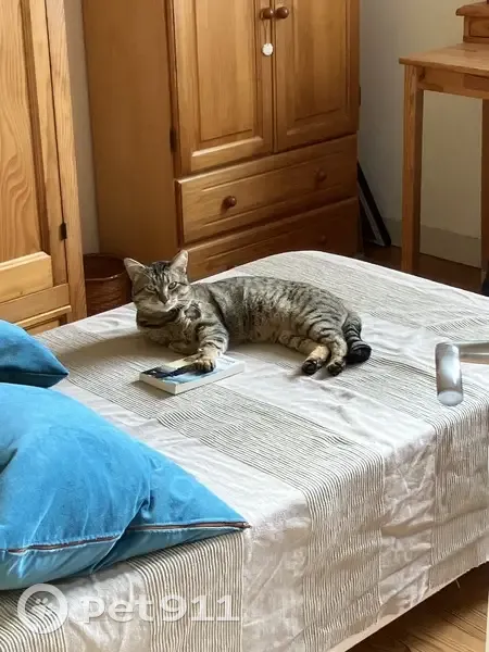 Chat Européen tigré perdu à Brest - photo