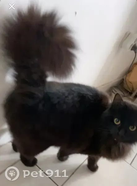 Chatte noire perdue à Dourges - photo