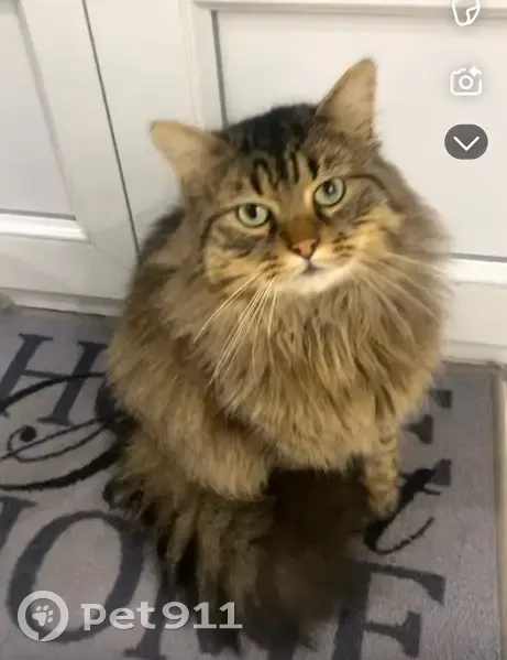 Rocky, chat gris perdu à Châlette-sur-Loing - photo