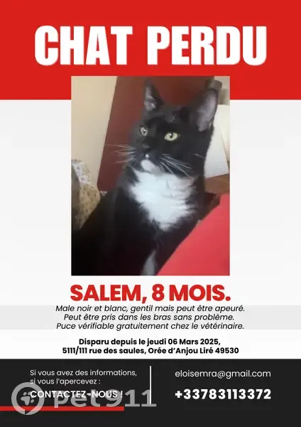 Chaton 8 mois perdu à Orée-d'Anjou - photo