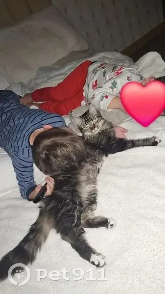 Chatte tigrée Nala disparue à Vendat - photo