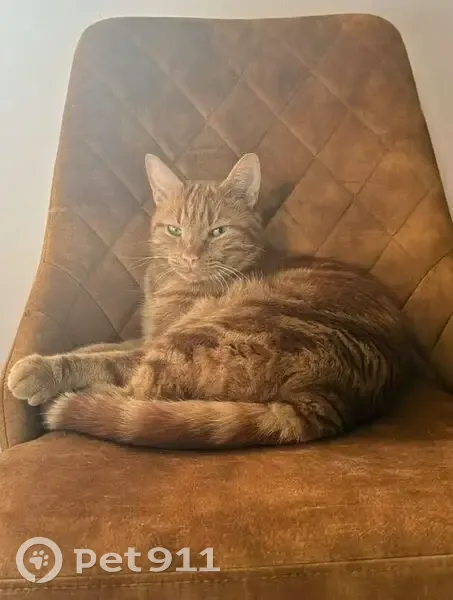 Chat roux perdu à Massy, pucé et tatoué - photo