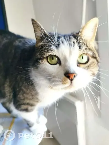 Chatte Yuki disparue, 4 ans, Marseille - photo