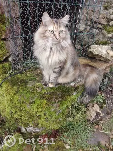 Chat disparu au Mans : pelage roux et noir - photo