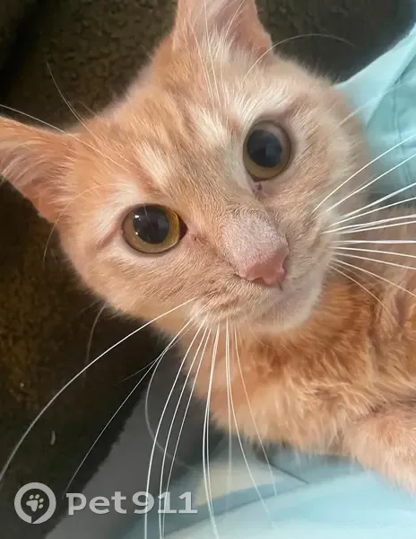 Chatte rousse 2 ans perdue à Roubaix - photo