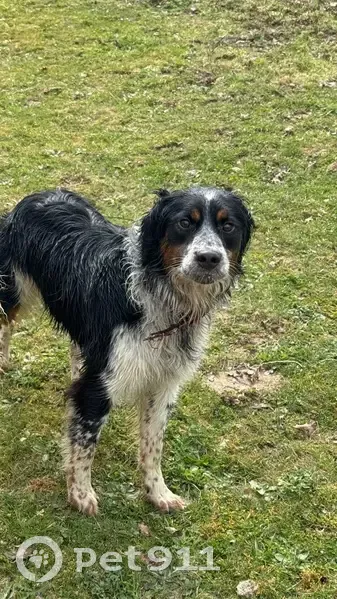 Chien errant type Border Collie trouvé - photo
