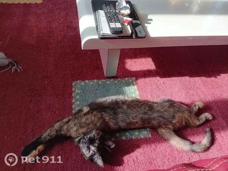Deux chattes peureuses perdues à Vierzon - photo