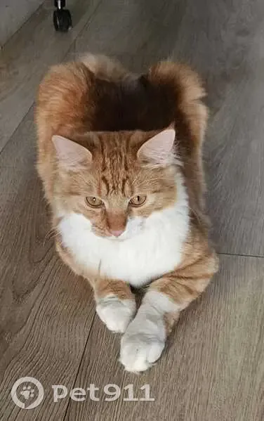 Chat roux et blanc disparu à Sevran - photo