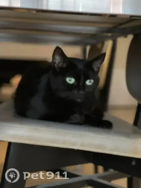 Chatte noire Mila perdue à Armentières - photo