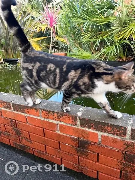 Chat trouvé à Cherbourg, rue Fouace - photo