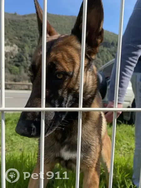 Berger belge malinois beige trouvé au Broc - photo