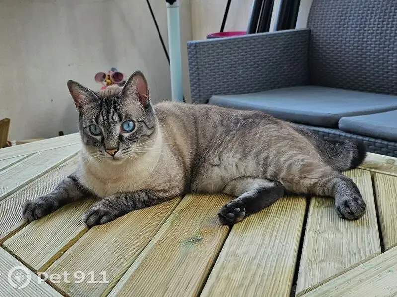 Chat gris aux yeux bleus perdu à Saintes - photo