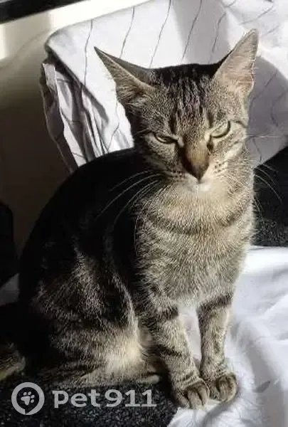 Chatte tigrée peureuse perdue à Montreuil - photo