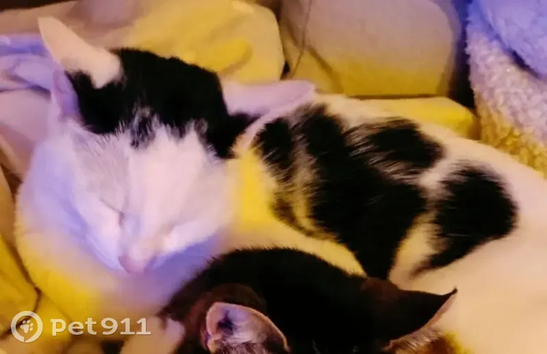 Chat perdu : Domino, blanc/noir, Paris 1er - photo