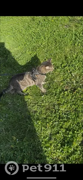 Chat perdu : Utah, mâle craintif, Sceaux - photo