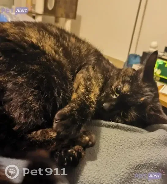 Chat Écaille de Tortue Perdu à Trélazé - photo