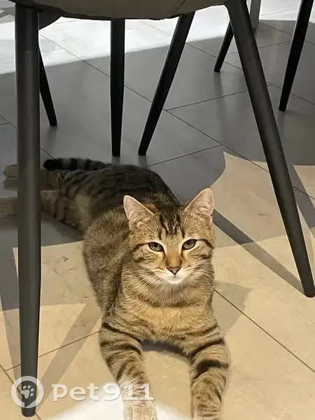 Chat tigré mâle perdu à Granges-le-Bourg - photo