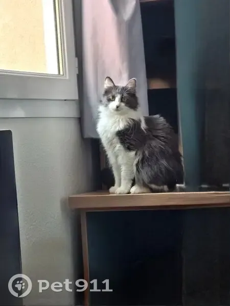 Chat gris et blanc perdu à Montjuzet - photo