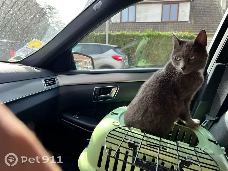 Loukoum, chat mâle 11 ans disparu à Wavrin - photo