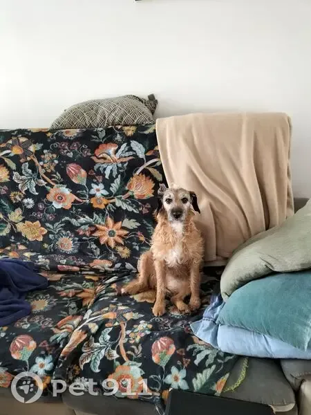 Chienne croisée marron perdue à Hérouvillette - photo