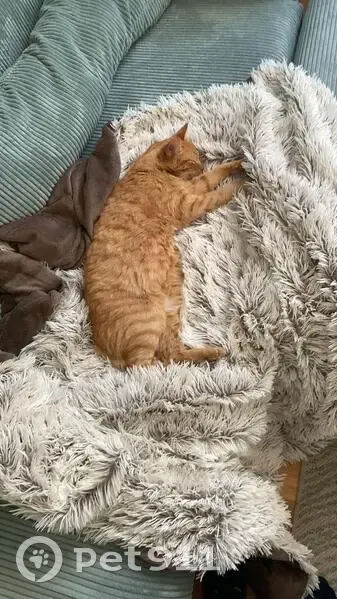 Chat Perdu à Dijon : Roukiki, 13 ans - photo