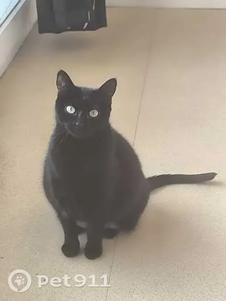 Chat perdu, récompense 100€, Rennes - photo