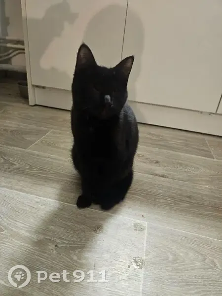 Chaton noir aveugle perdu à Vaivre-et-Montoille - photo