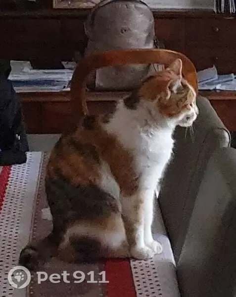 Chatte trouvée, gentille, queue écourtée - photo