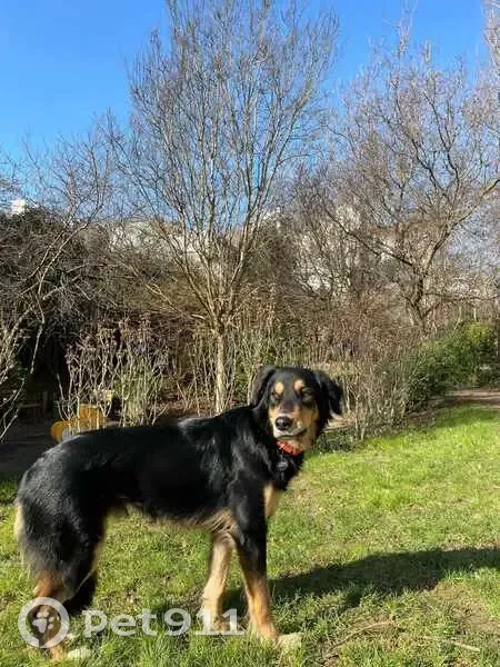 Chien perdu à Aubervilliers, rue Matoub - photo