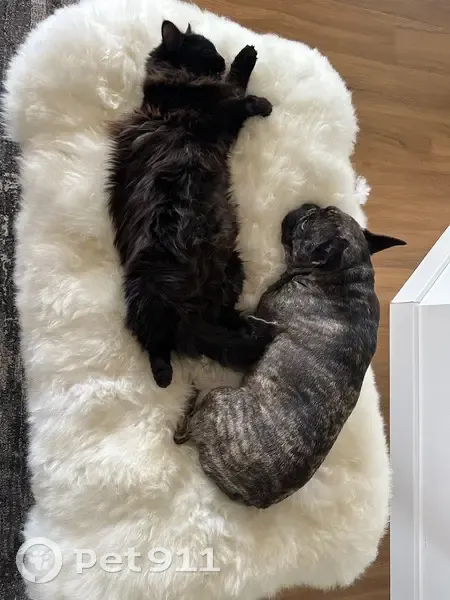 Bouledogue français Roméo perdu à Juvignac - photo