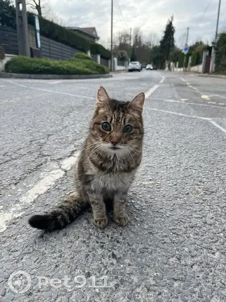 Chat âgé et aveugle trouvé à L'Étang-la-Ville - photo