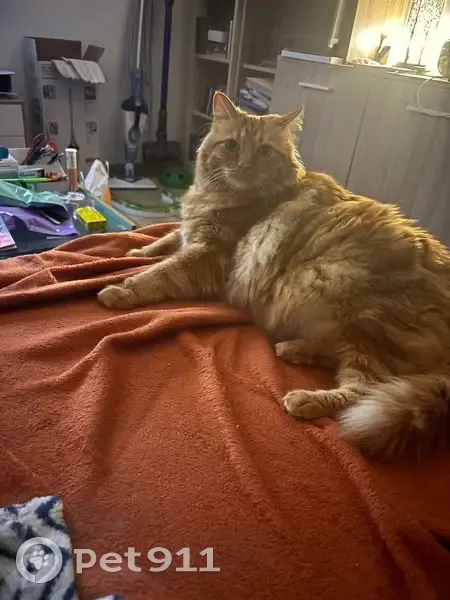 Chat roux tigré disparu à Beauvoisin - photo